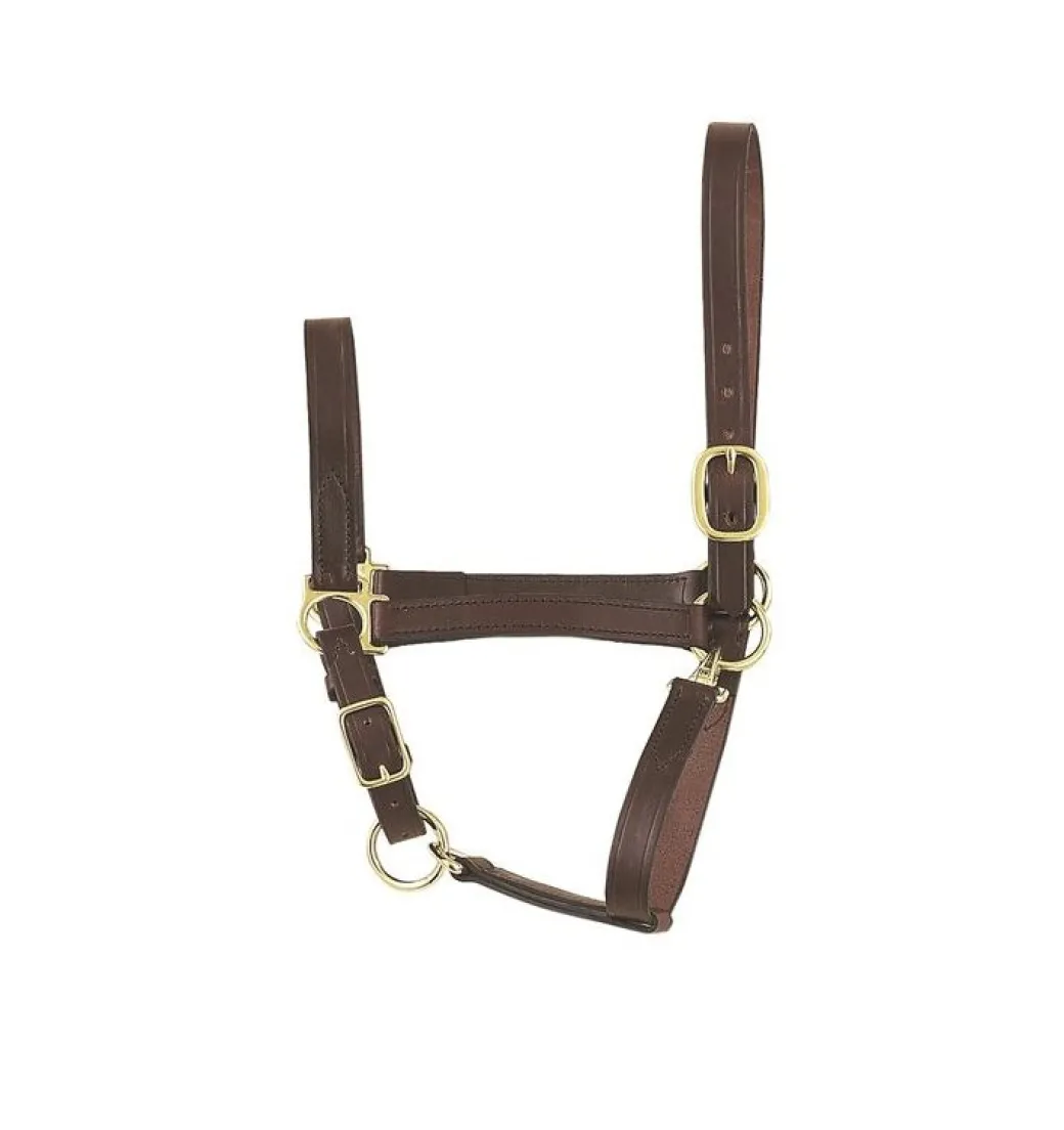 Perri's Economy Leather Foal/Pony Halter