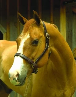 Perri's 1-Inch Leather Turnout Halter