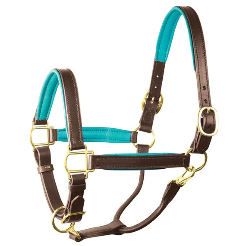 Perri's Padded Leather Halter with Color Trim