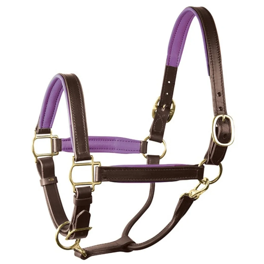 Perri's Padded Leather Halter with Color Trim