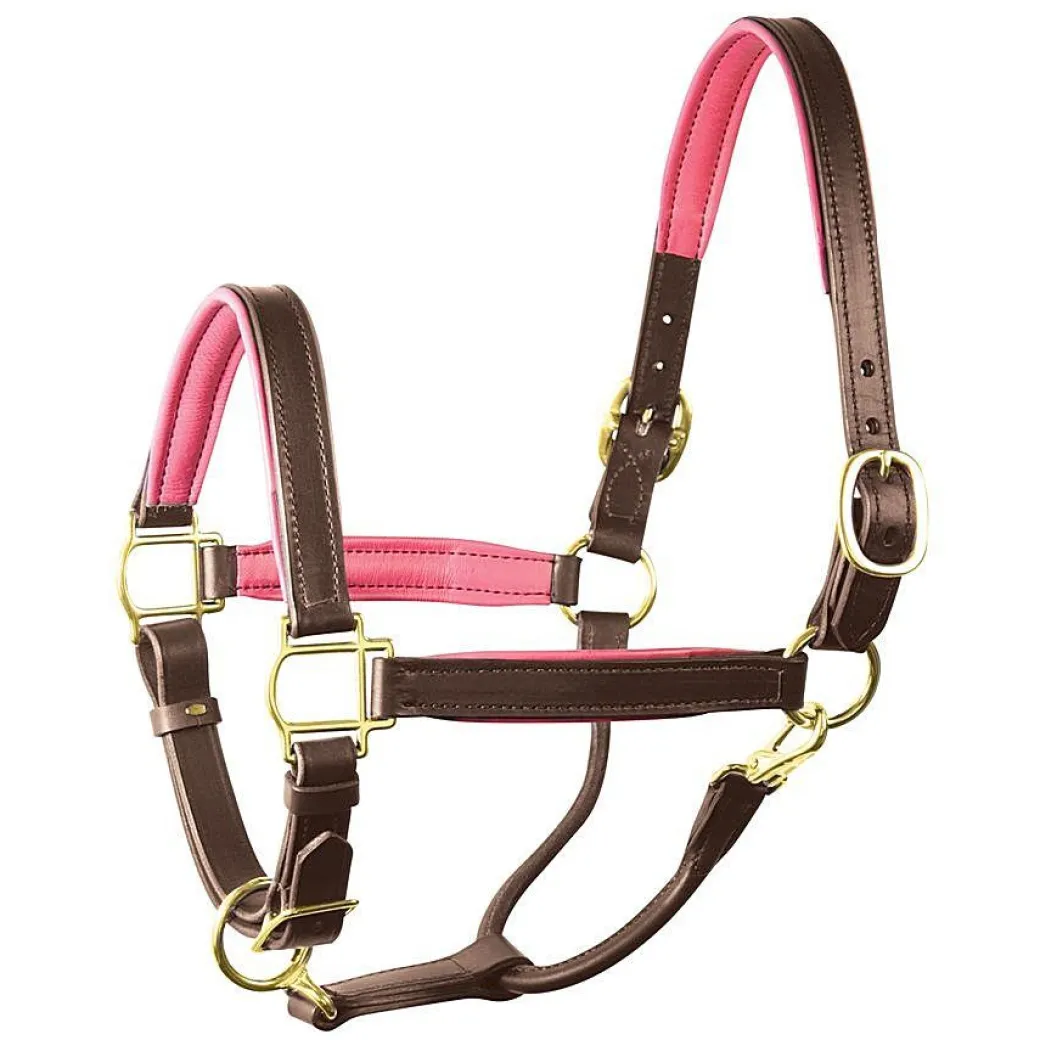 Perri's Padded Leather Halter with Color Trim