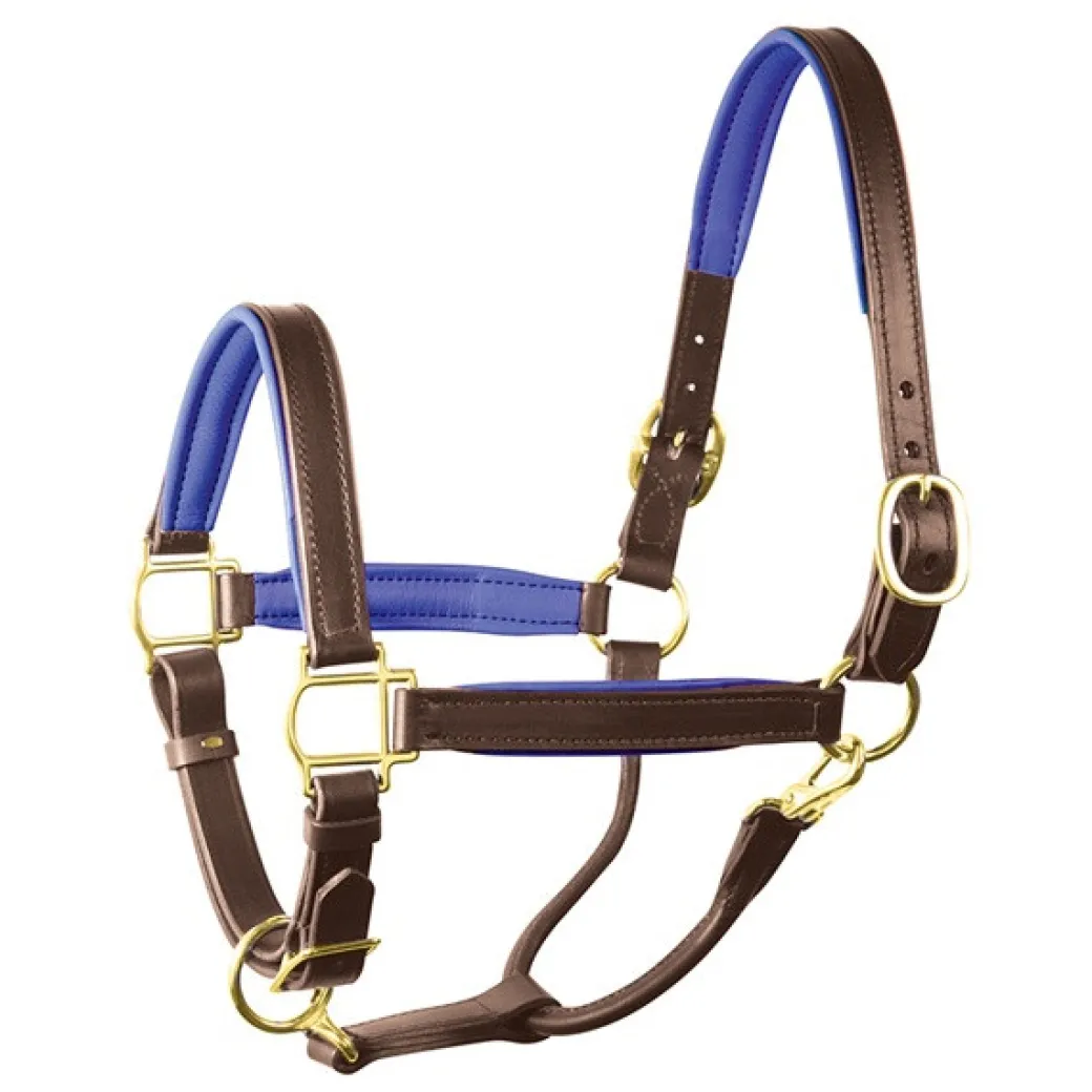 Perri's Padded Leather Halter with Color Trim