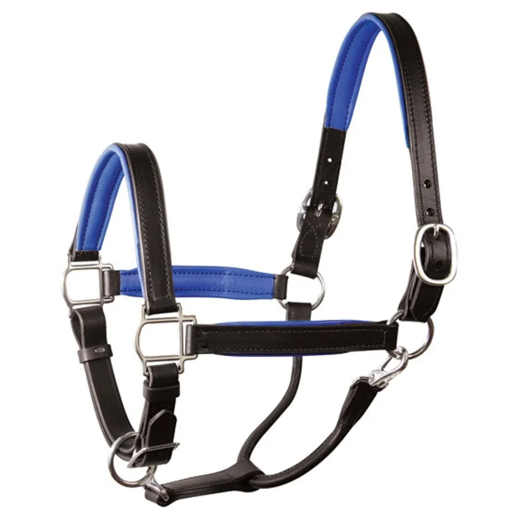 Perri's Padded Leather Halter with Color Trim