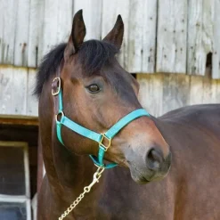Perri's Premium Nylon Safety Halter