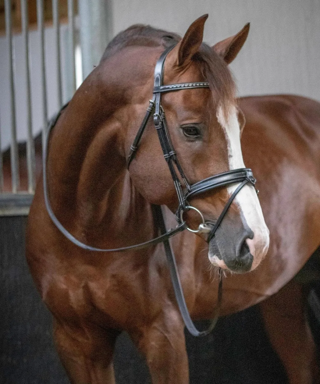 Pénélope Daily Snaffle Bridle