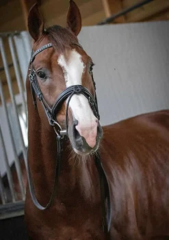Pénélope Daily Snaffle Bridle