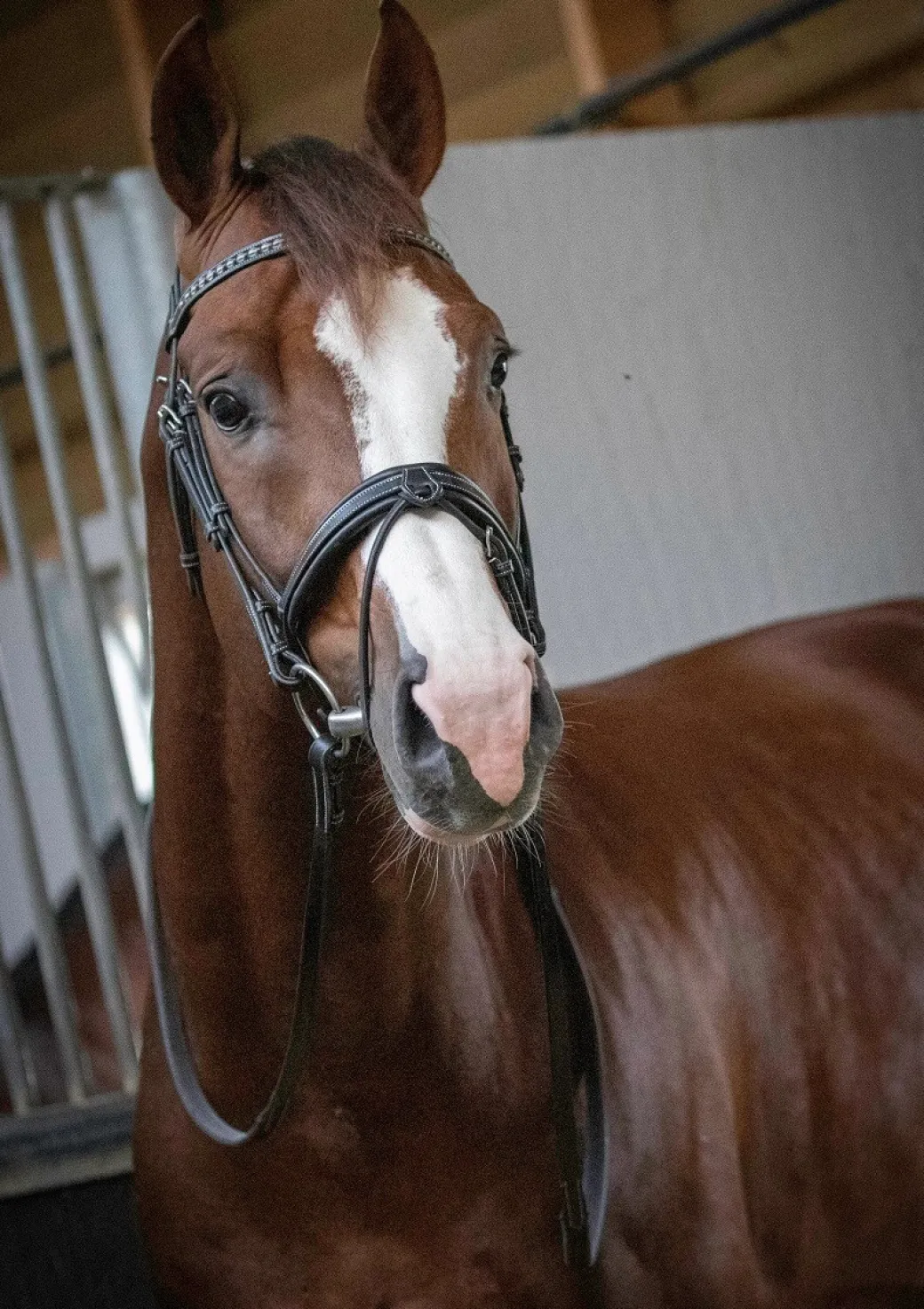 Pénélope Daily Snaffle Bridle