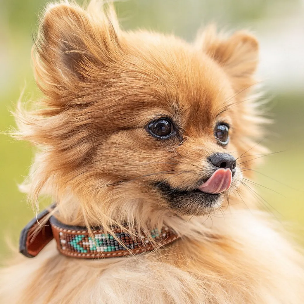 Pénélope Pearl Leather Dog Collar