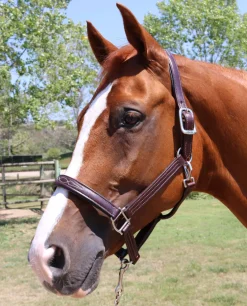 Pony Walsh Signature Halter