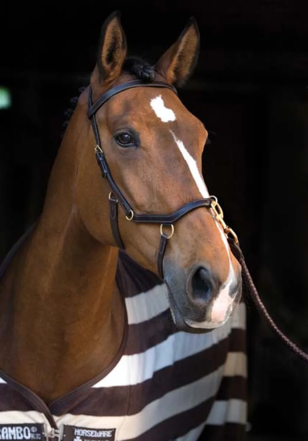 Rambo Original Micklem Multibridle
