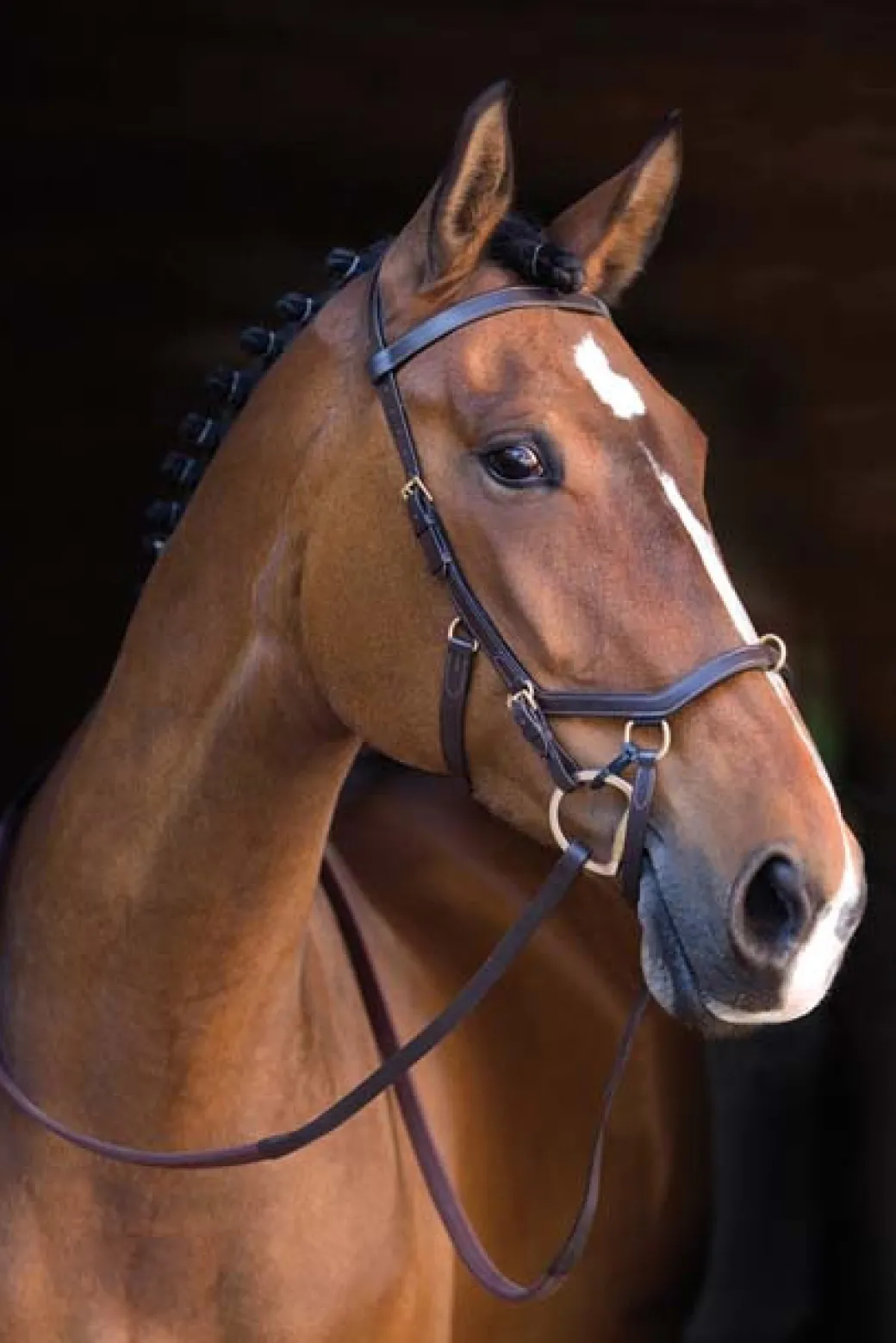 Rambo Original Micklem Multibridle