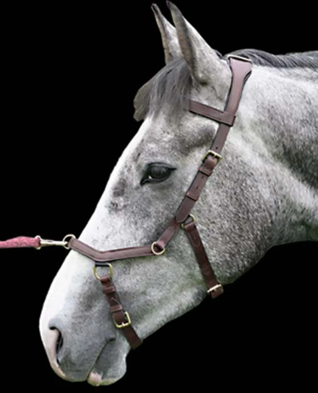 Rambo Original Micklem Multibridle