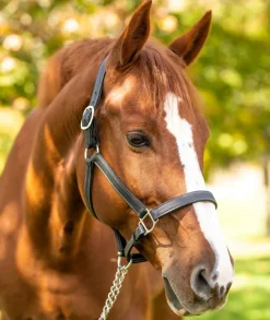 Red Barn Grace Lined Leather Halter