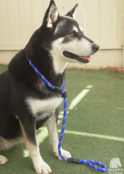 Terrain DOG Rope Slip Lead