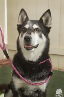 Terrain DOG Rope Slip Lead