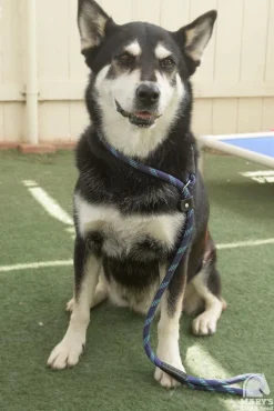 Terrain DOG Rope Slip Lead