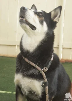 Terrain DOG Rope Slip Lead