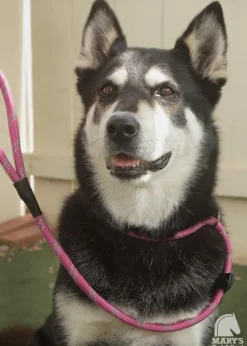 Terrain DOG Rope Slip Lead