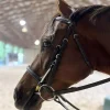 ThinLine Bridle Busy Buddy