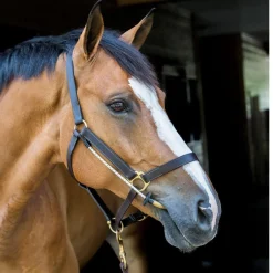 ThinLine Halter Busy Buddy