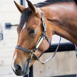 ThinLine Halter Busy Buddy
