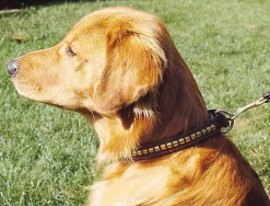 Tory Leather Clincher Dog Collar