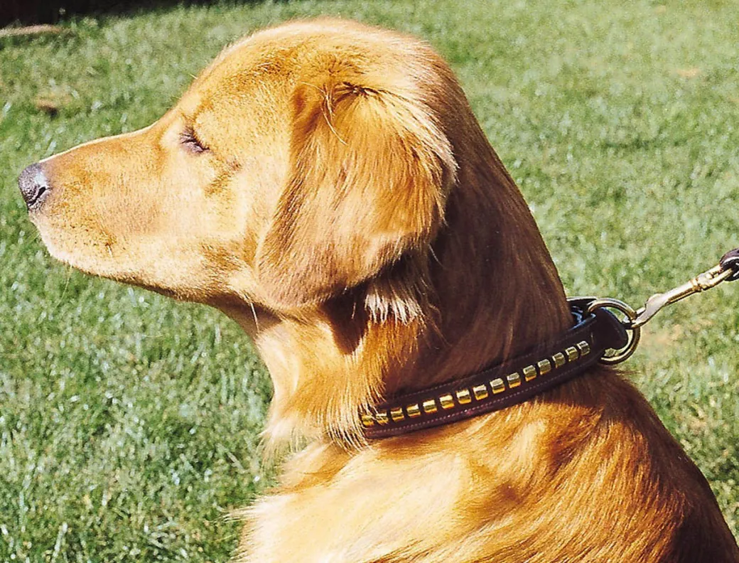 Tory Leather Clincher Dog Collar