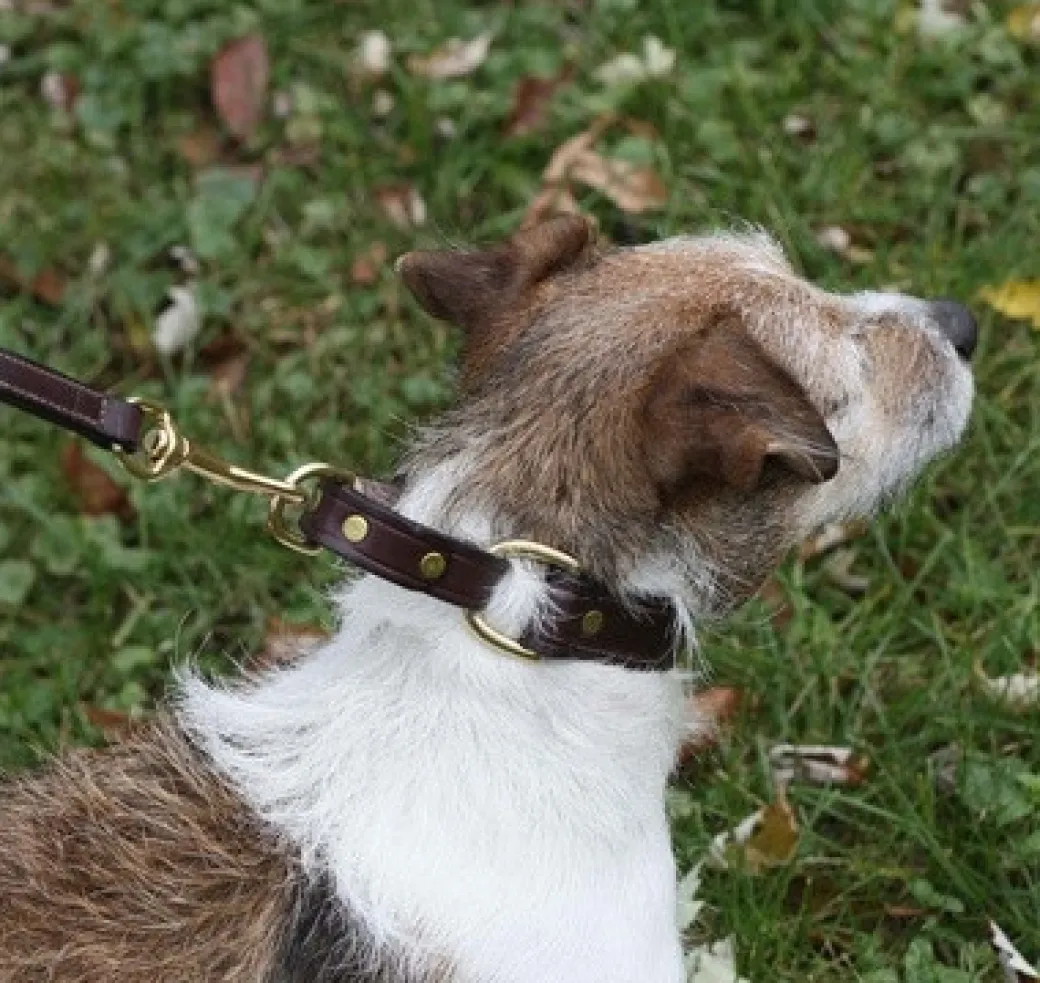 Tory Leather Martingale Correction Collar