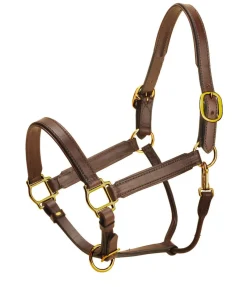 Tory Leather Padded Halter with Brass Hardware