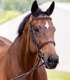 Vespucci New Fancy Raised Hunter Bridle