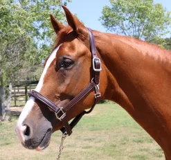 Walsh Signature Padded Halter