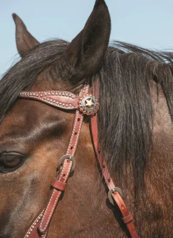 Weaver Texas Gold Star Brow Headstall